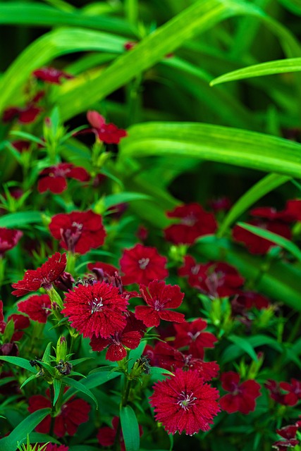 Free Flower Green photo and picture