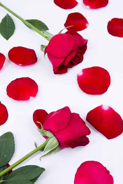 Free Love Roses photo and picture
