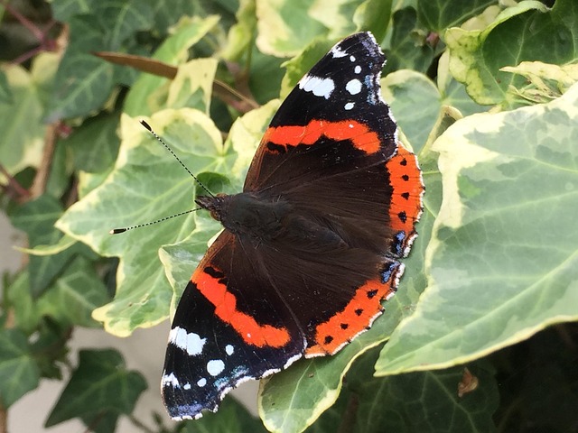 Free Red Admiral Butterfly Butterfly photo and picture