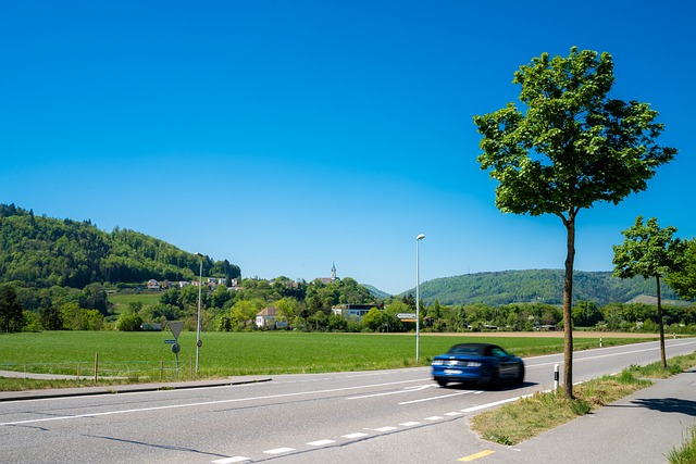 Free Road Tree photo and picture