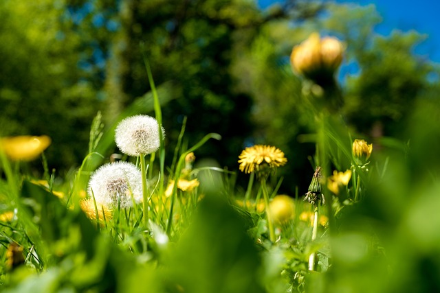 Free Flower Meadow photo and picture