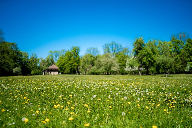 Free Meadow Flower photo and picture