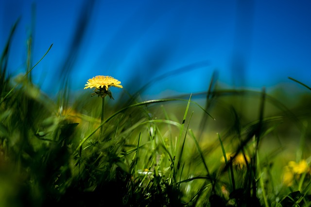 Free Meadow Beautiful Flowers photo and picture