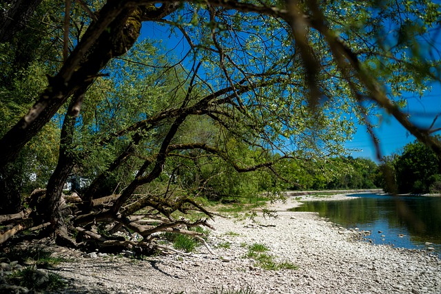 Free Flow Tree photo and picture