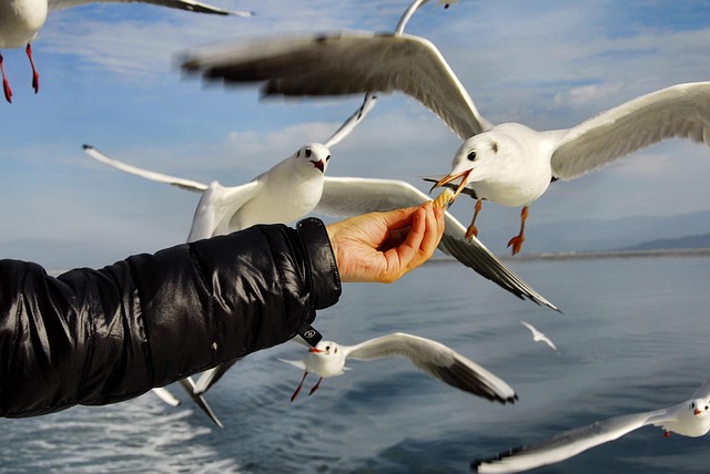 Free Seagull Nature photo and picture