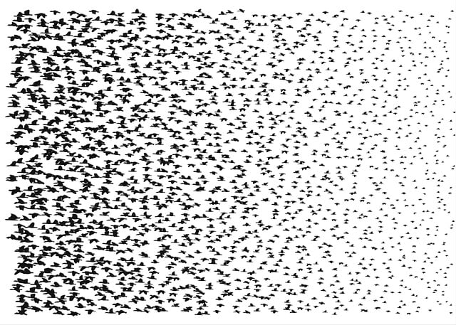 Free bird silhouette fauna illustration