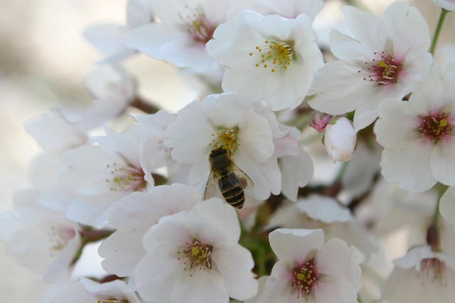 Free Flower Plant photo and picture