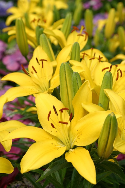 Free Flower Blossom photo and picture