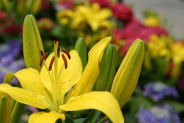 Free Flower Blossom photo and picture
