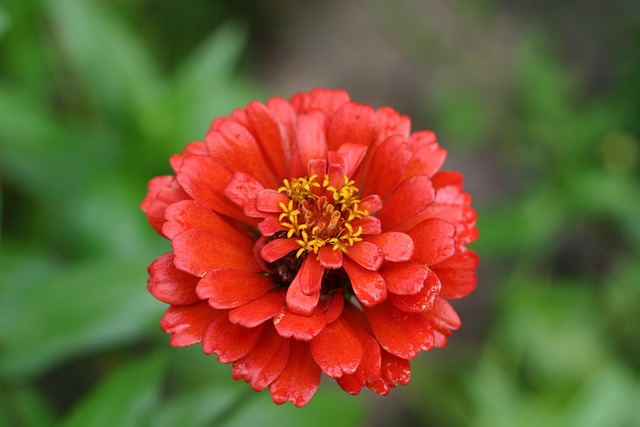 Free Flower Beautiful Flowers photo and picture