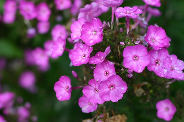 Free Flower Beautiful Flowers photo and picture