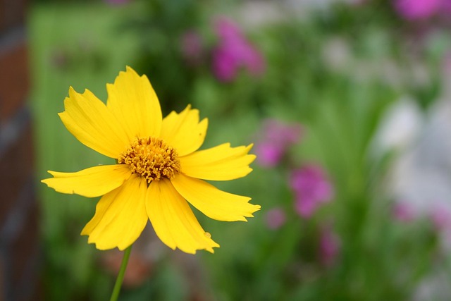 Free Flower Plant photo and picture