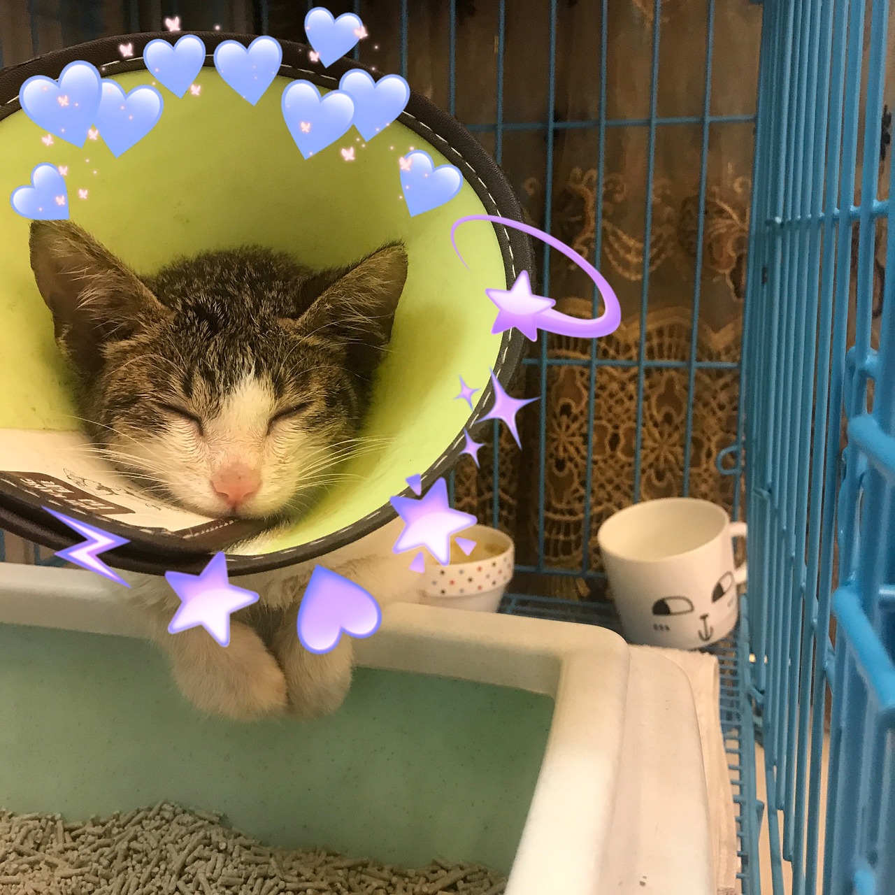 katze lässt kot offen liegen