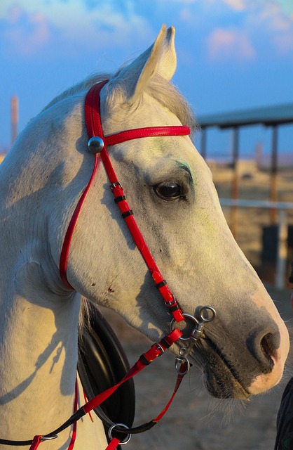 Free Horse At photo and picture