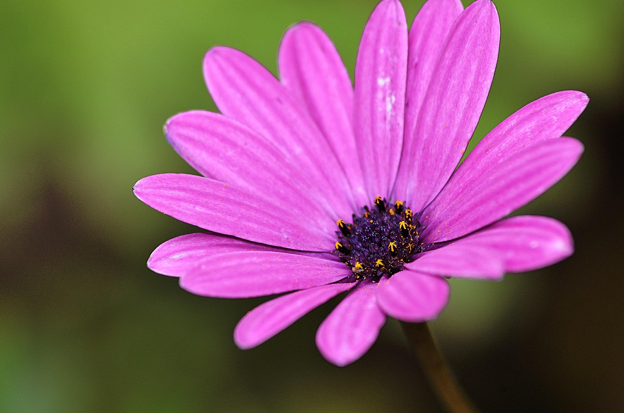 Marguerite Purple Garden Free photo on Pixabay Pixabay