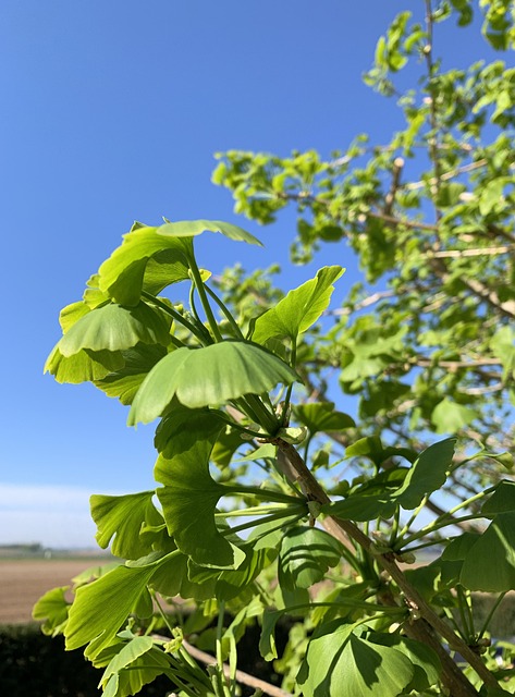 Free Nature Green photo and picture