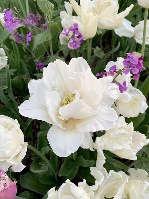 Free Tulip Spring photo and picture