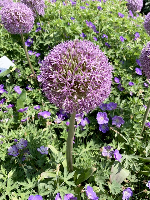 Free Blossom Bloom photo and picture