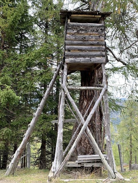 Free Hunter'S Stand Forest photo and picture