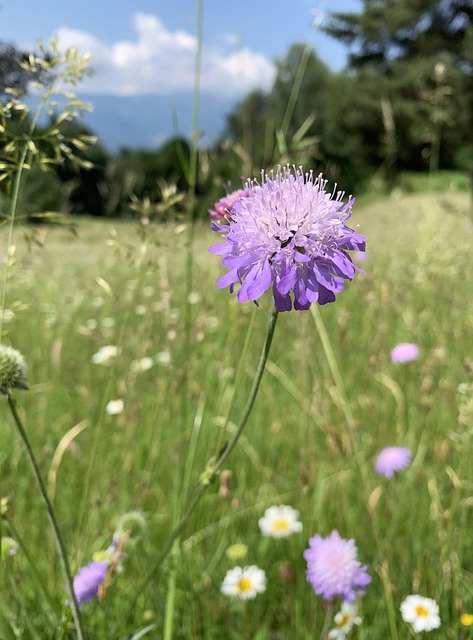 Free Meadow Flower Wallpaper photo and picture