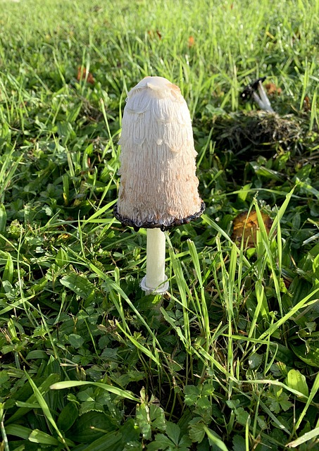 Free Mushroom Meadow photo and picture