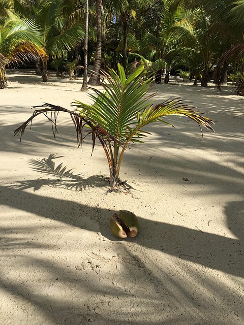 Free Palm Tree Coconut photo and picture