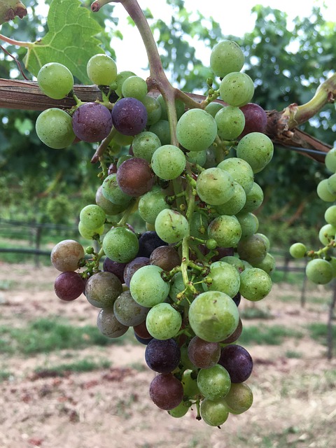 Free Grape Wine photo and picture