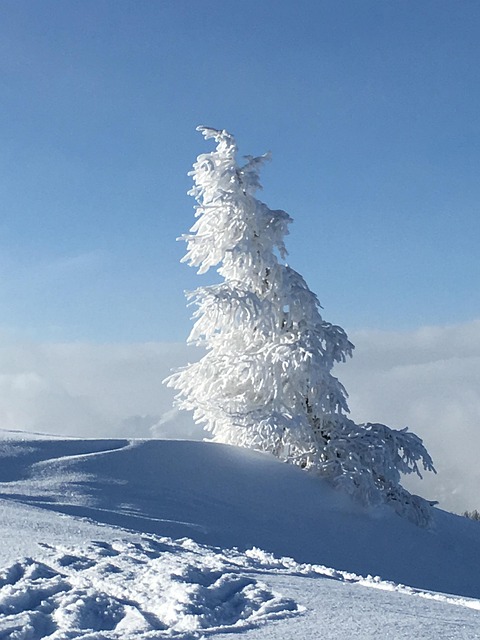Free Snow Tree photo and picture