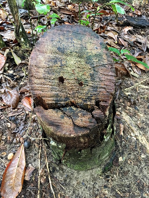 Free Tree Stump Face photo and picture