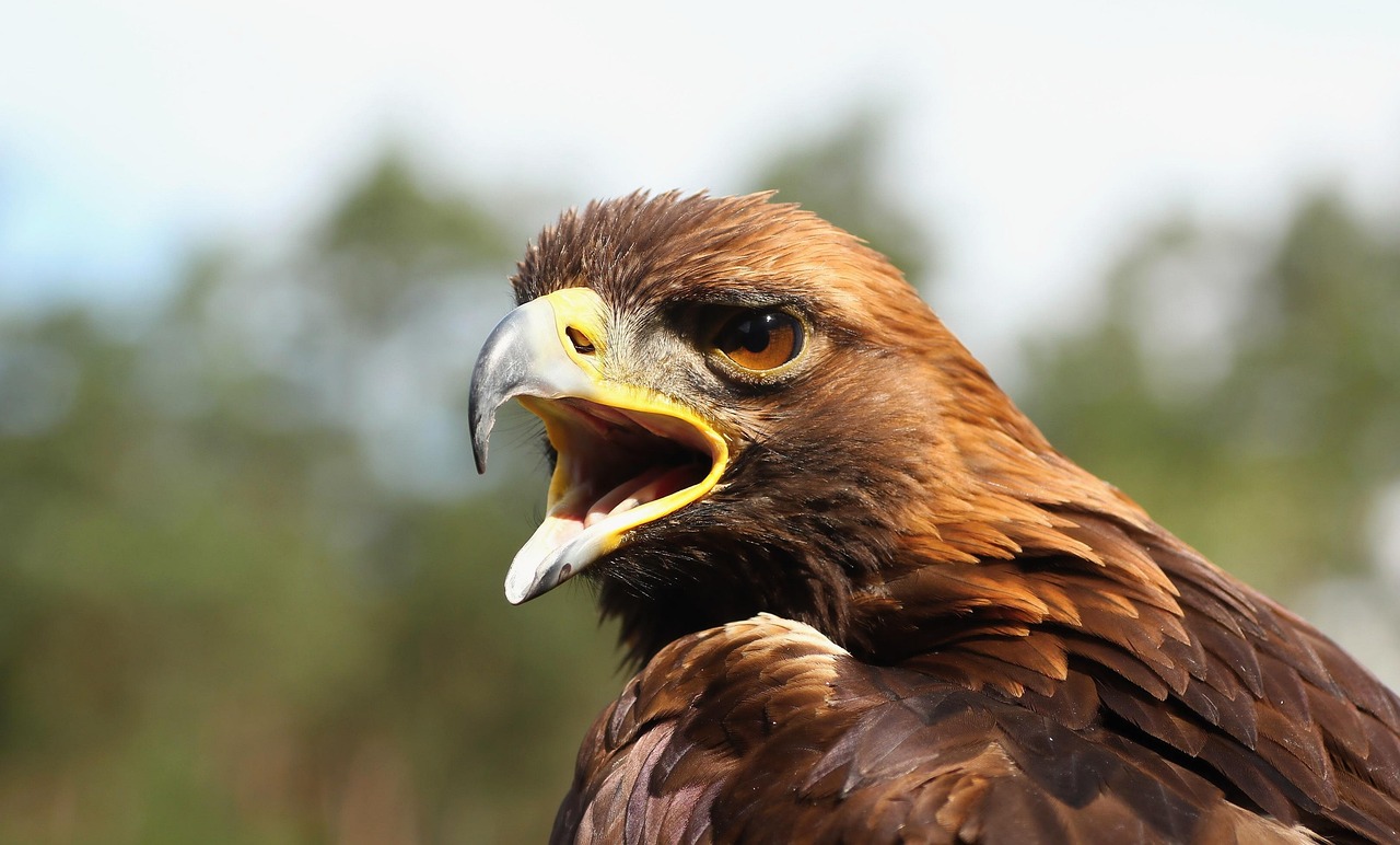 Estepa Águila Las Aves De Rapiña Foto gratis en Pixabay Pixabay