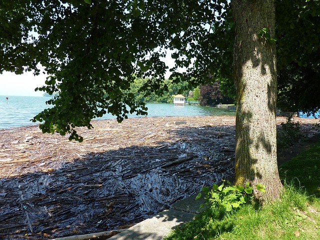 Free Wood Lake Constance photo and picture