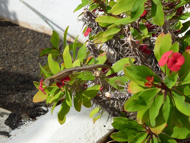 Free Lanzarote Cactus photo and picture