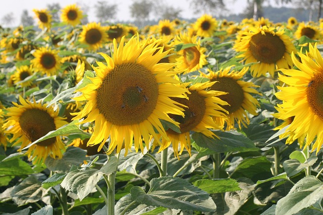 Free Sunflower Blossom photo and picture