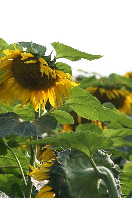 Free Sunflower Blossom photo and picture