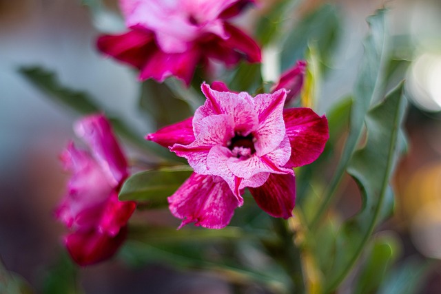 Free Natureza Planta photo and picture