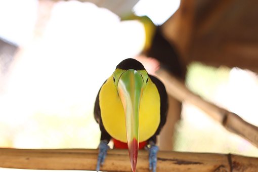 Free Pajaros Tucan photo and picture