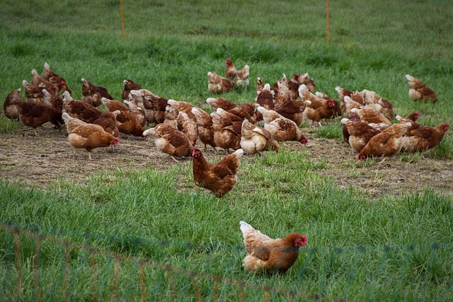 Free Chicken Eggs photo and picture