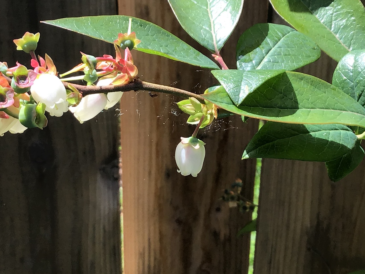 Blueberry Flowers Free photo on Pixabay Pixabay