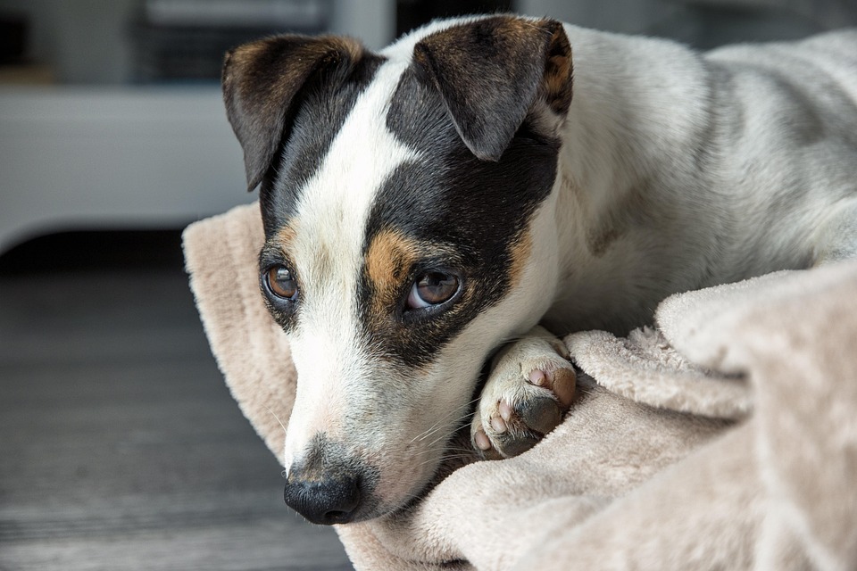 Jack Russel Dog Terrier - Free photo on Pixabay - Pixabay