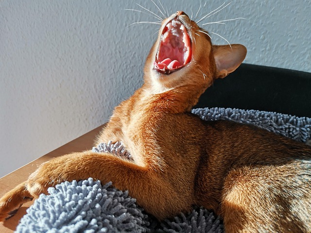 Chat Abyssin Abessinierkatze - Photo gratuite sur Pixabay - Pixabay