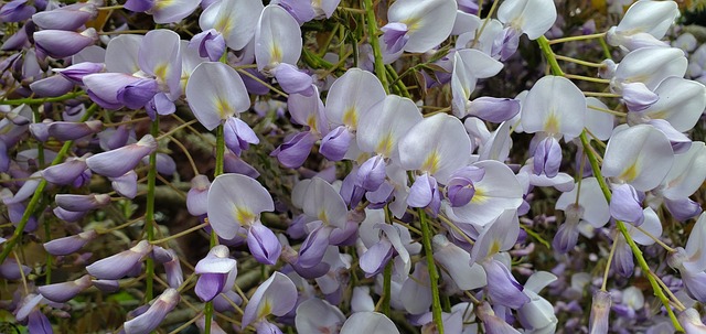 Søde Ærter, Blomster, Blomst, Blomstre