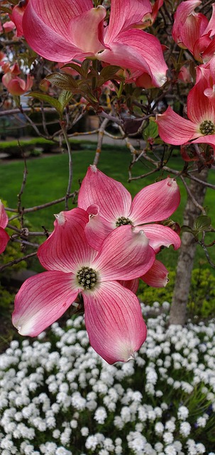 Blomster, Blomstre, Blomstrer