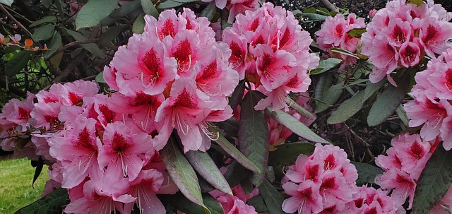 Blomster, Blomstre, Hd Tapet, Blomstrer