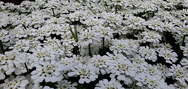 Blomster, Hd Tapet, Blomstre, Blomstrer