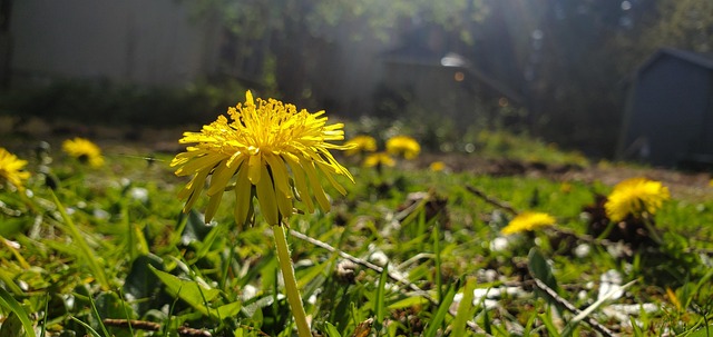 Blomster, Blomstre, Blomstrer