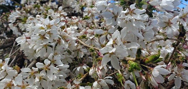 Blomster, Blomstre, Blomstrer