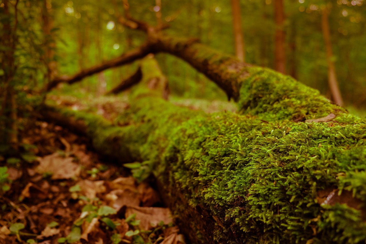 20,000+ Free Down View & Nature Images - Pixabay