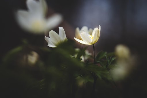 Bosanemoon, Wit, Donker, Mooie Bloemen