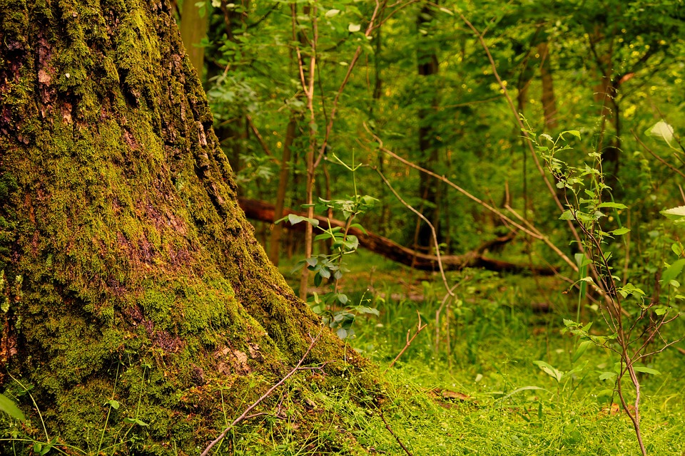 View Trees Forest Free photo on Pixabay Pixabay