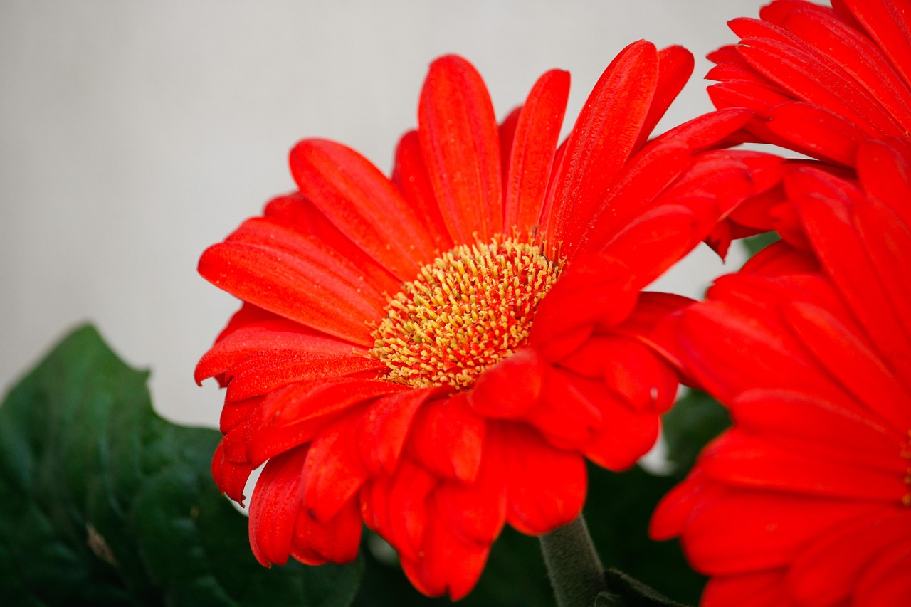 Marguerite Rouges Marguerites Rouge Fleurs - Photo gratuite sur Pixabay - Pixabay